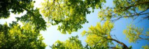 Looking up through vibrant green tree canopy with blue sky. Perfect for nature and outdoor themes.